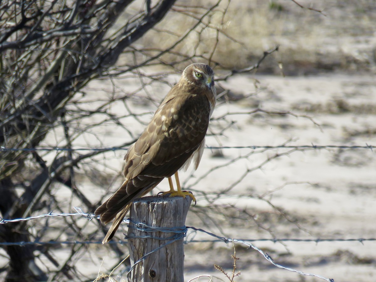 Northern Harrier - ML47791741