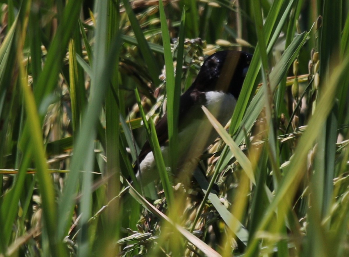 Magpie Mannikin - ML477917711