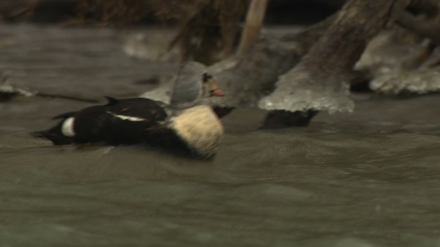 King Eider - ML477918