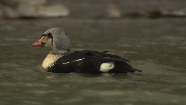 King Eider - ML477919