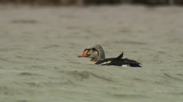 King Eider - ML477920