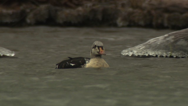 King Eider - ML477921