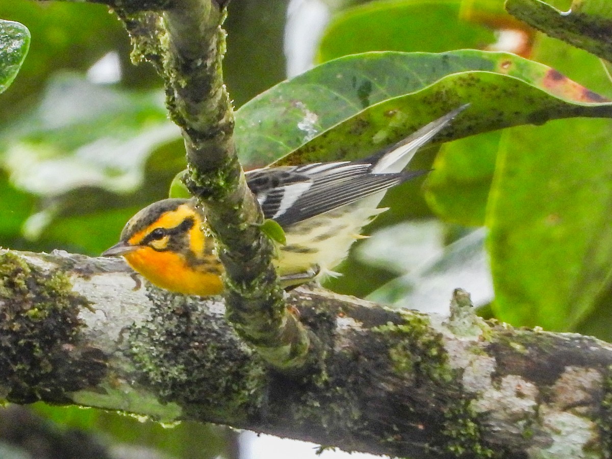 Blackburnian Warbler - ML477921041