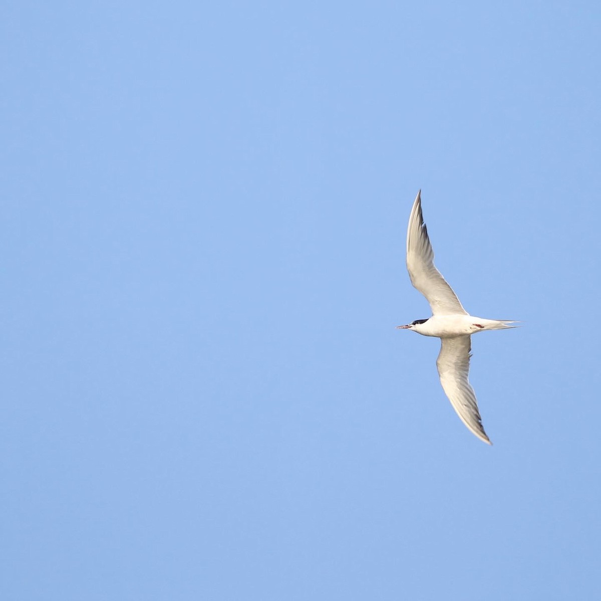 Common Tern - ML477921301