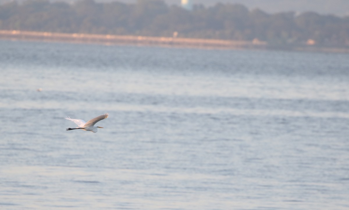 Great Egret - ML477921321