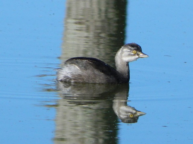 Least Grebe - ML477921341