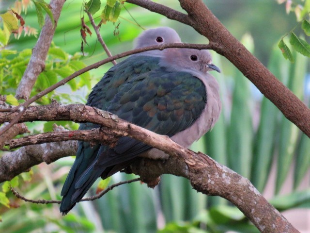 Green Imperial-Pigeon - Dr NEWTON JAYAWARDANE.