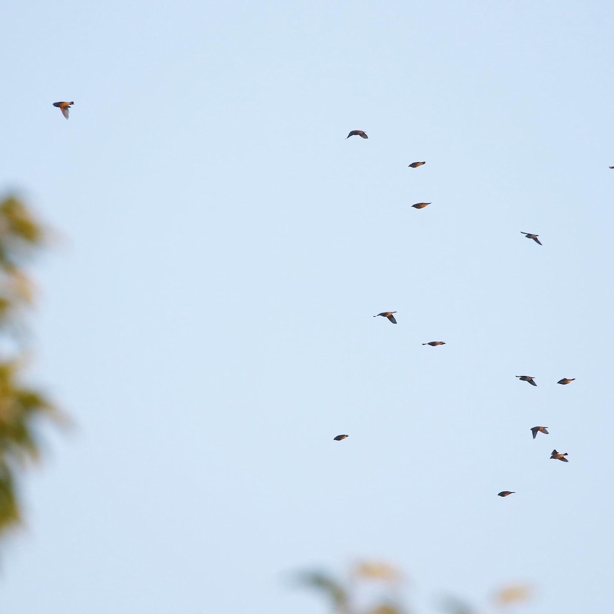 Cedar Waxwing - ML477921861