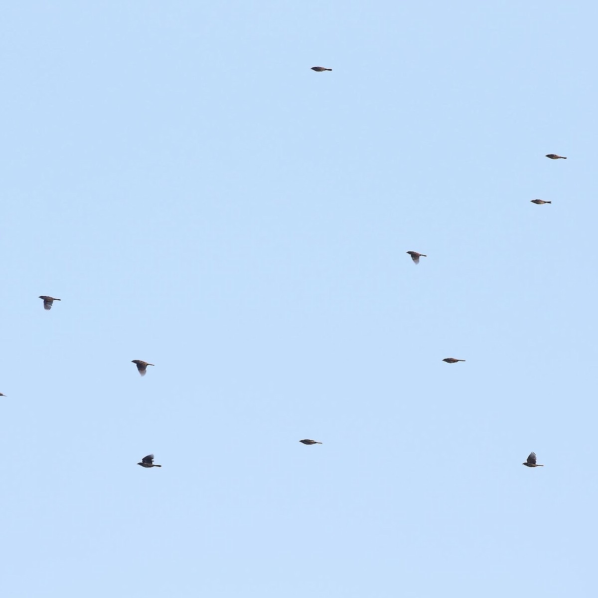 Red-winged Blackbird - ML477921941