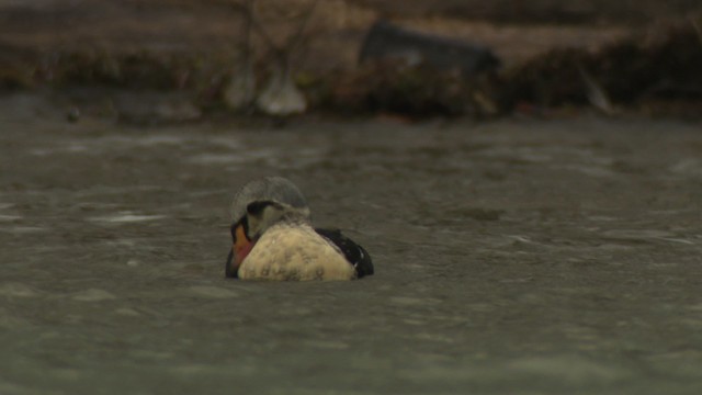 King Eider - ML477922