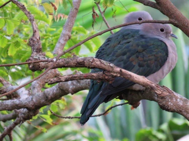 Green Imperial-Pigeon - Dr NEWTON JAYAWARDANE.