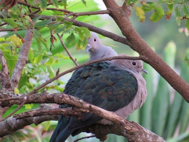 Green Imperial-Pigeon - Dr NEWTON JAYAWARDANE.