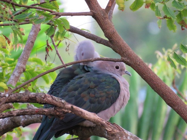 Green Imperial-Pigeon - Dr NEWTON JAYAWARDANE.