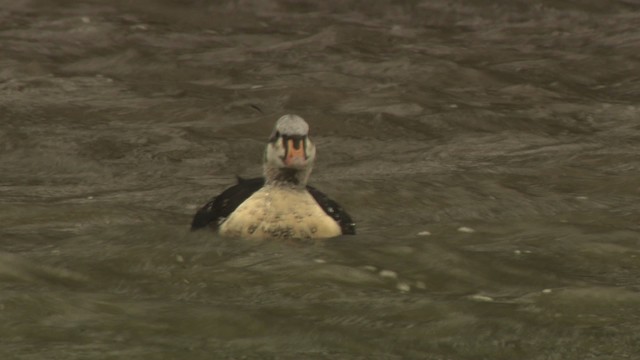 King Eider - ML477923