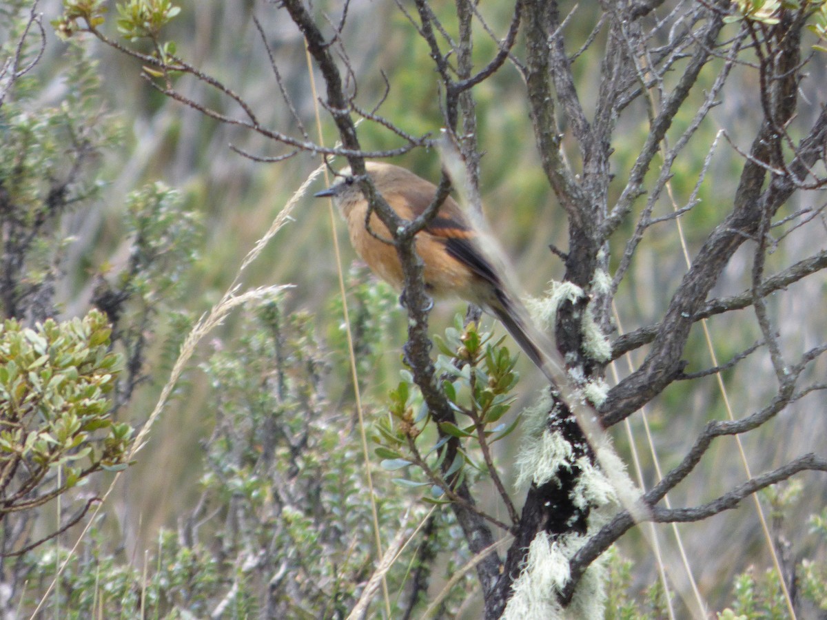 Brown-backed Chat-Tyrant - ML47792321