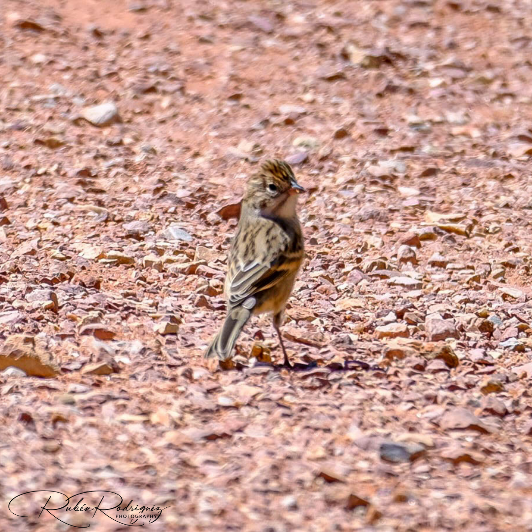 Brewer's Sparrow - Ruben Rodriguez