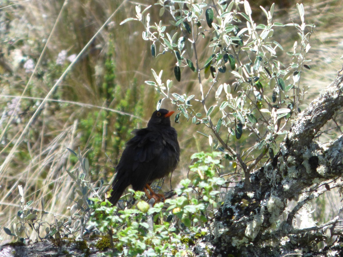 Great Thrush - Adam Siders