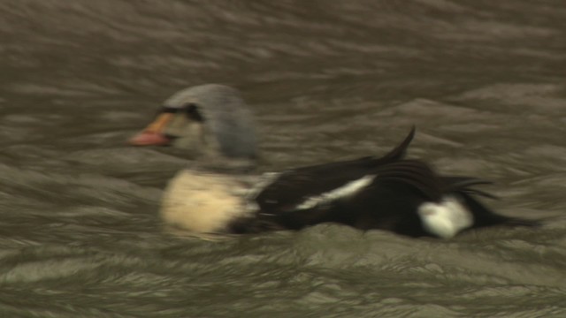 King Eider - ML477924