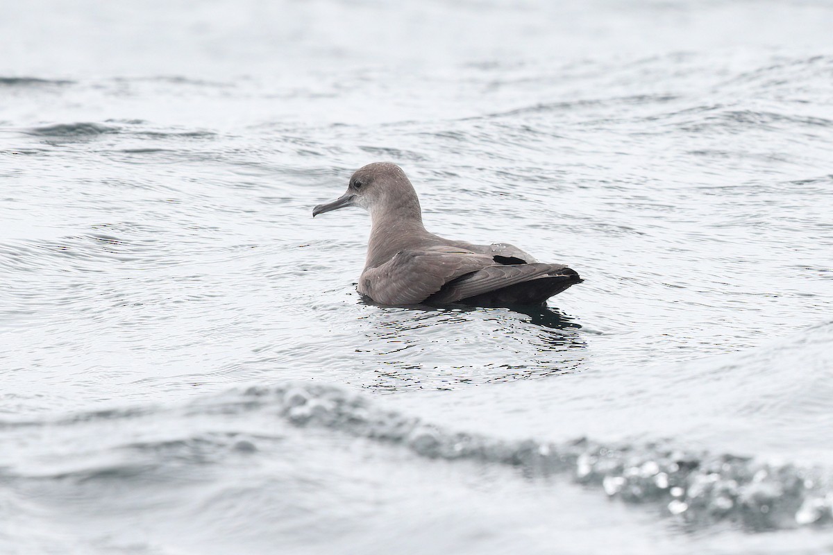 Balearic Shearwater - ML477924191