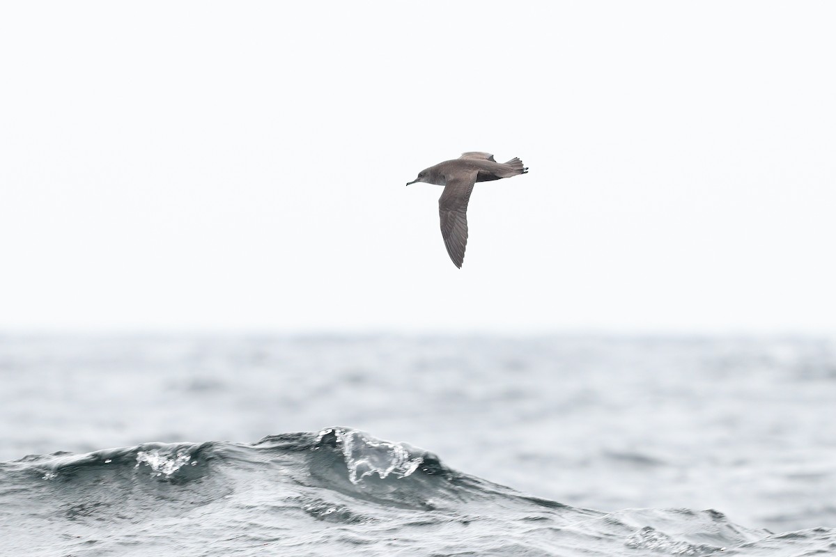 Balearic Shearwater - ML477924201