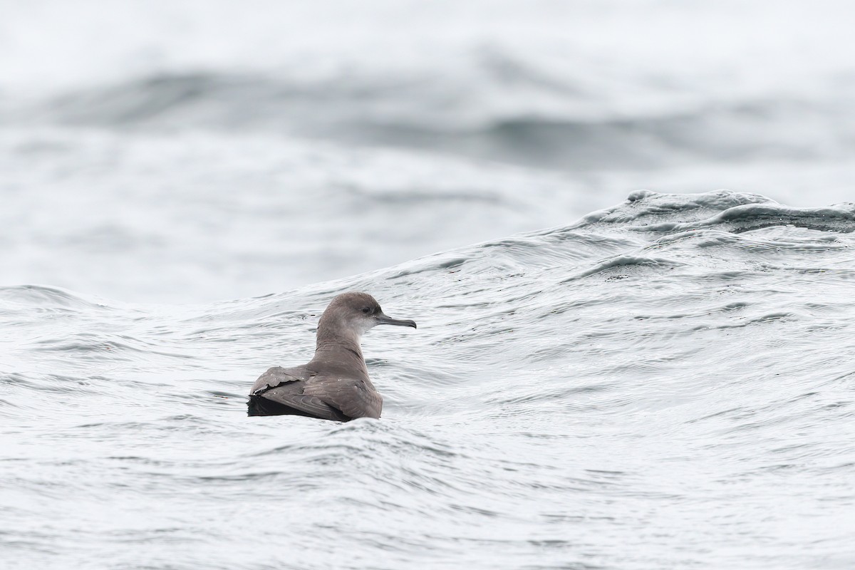 Balearic Shearwater - ML477924221