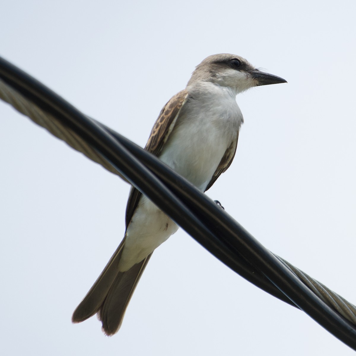 Gray Kingbird - ML477925881