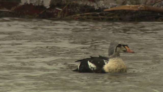 King Eider - ML477926