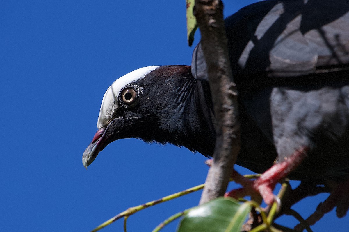 White-crowned Pigeon - ML477926391