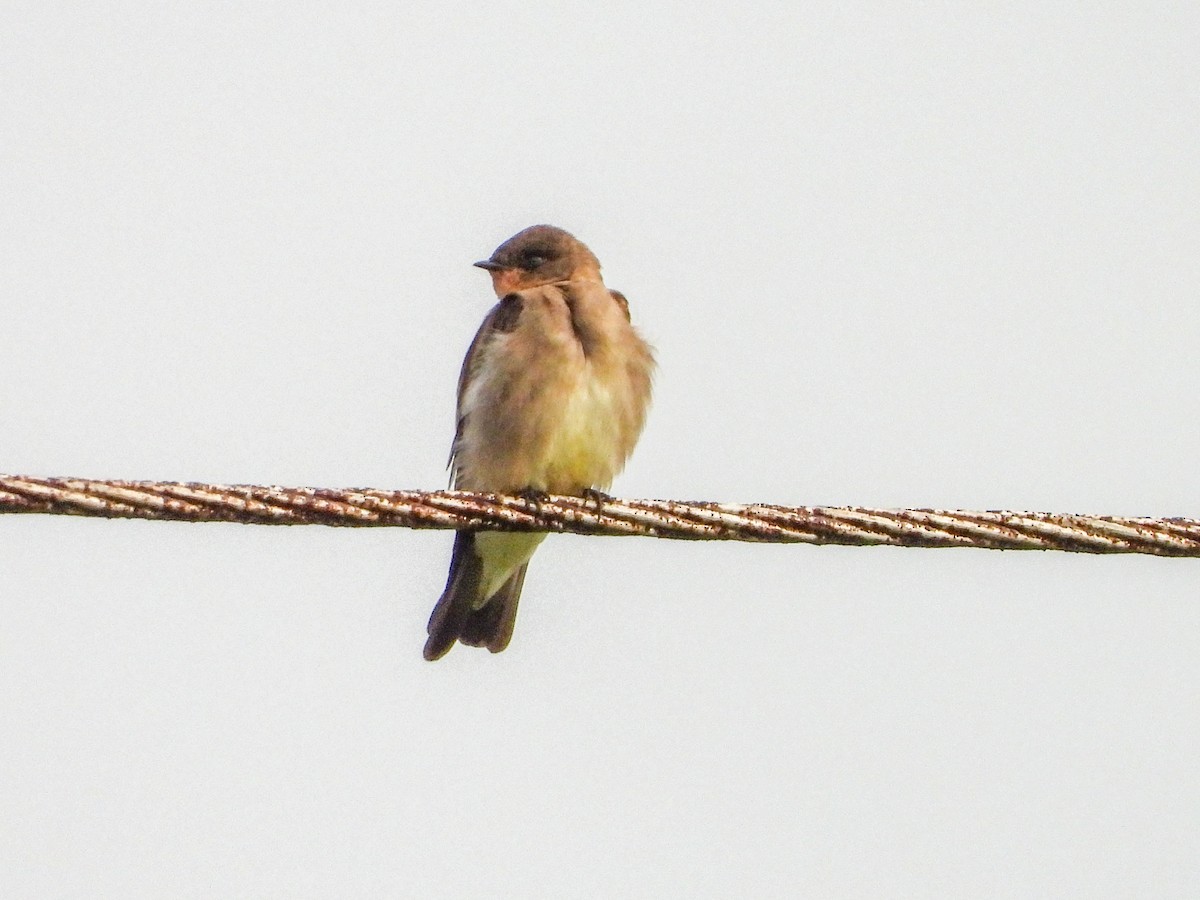 Northern Rough-winged Swallow - Thomas Schultz