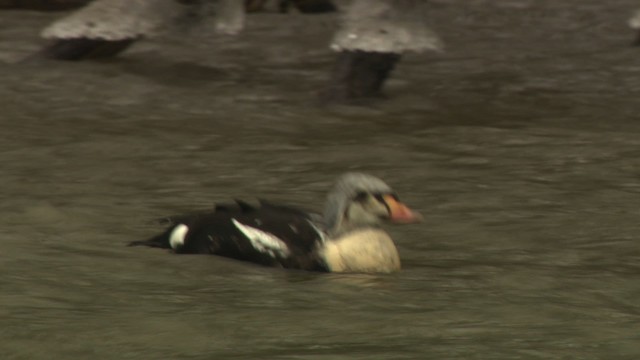 King Eider - ML477927