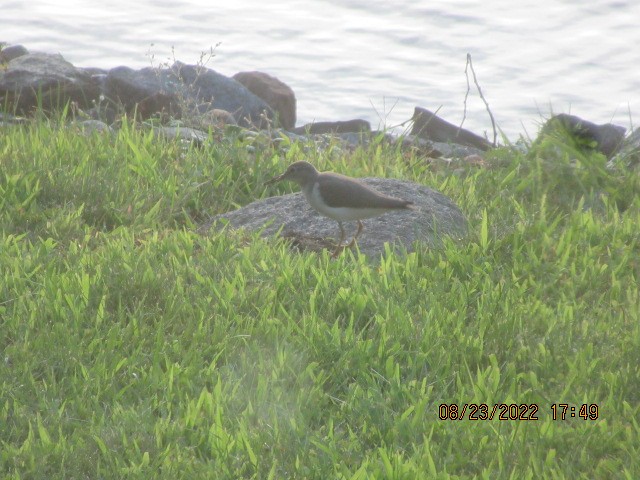 Spotted Sandpiper - ML477927111