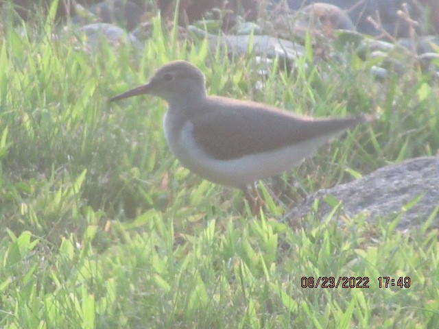 Spotted Sandpiper - ML477927121