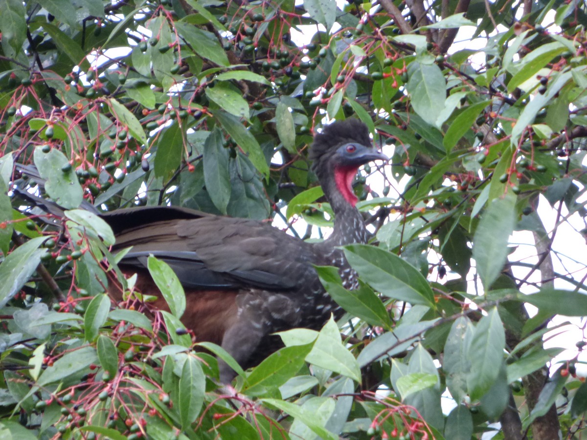 Crested Guan - Adam Siders