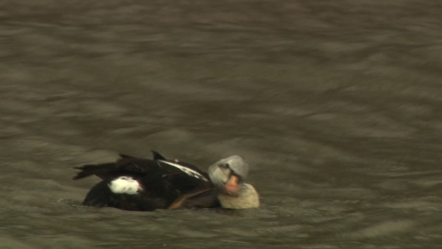 King Eider - ML477928