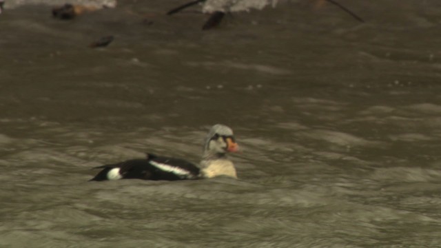 King Eider - ML477929