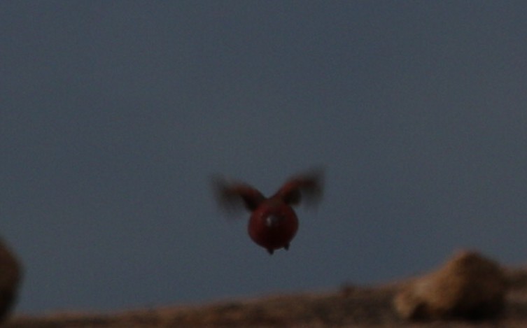 Black-bellied Firefinch - Victor Ikawa