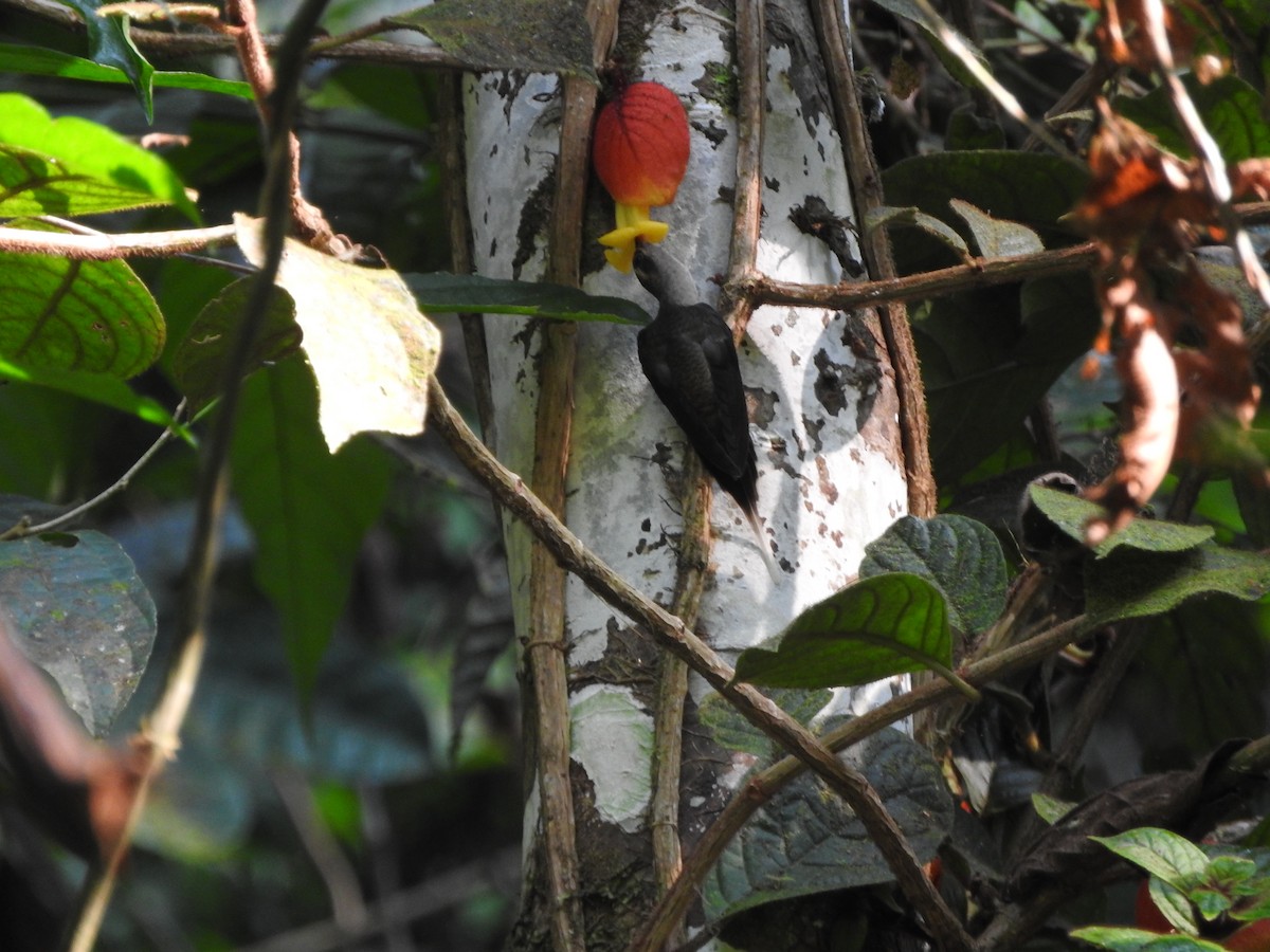 Great-billed Hermit - ML477929321