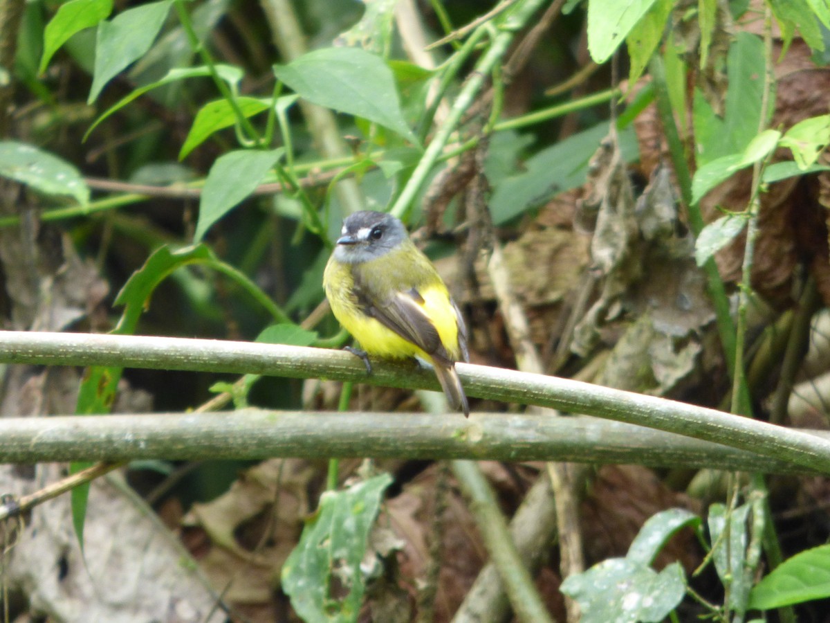 Ornate Flycatcher - ML47792981