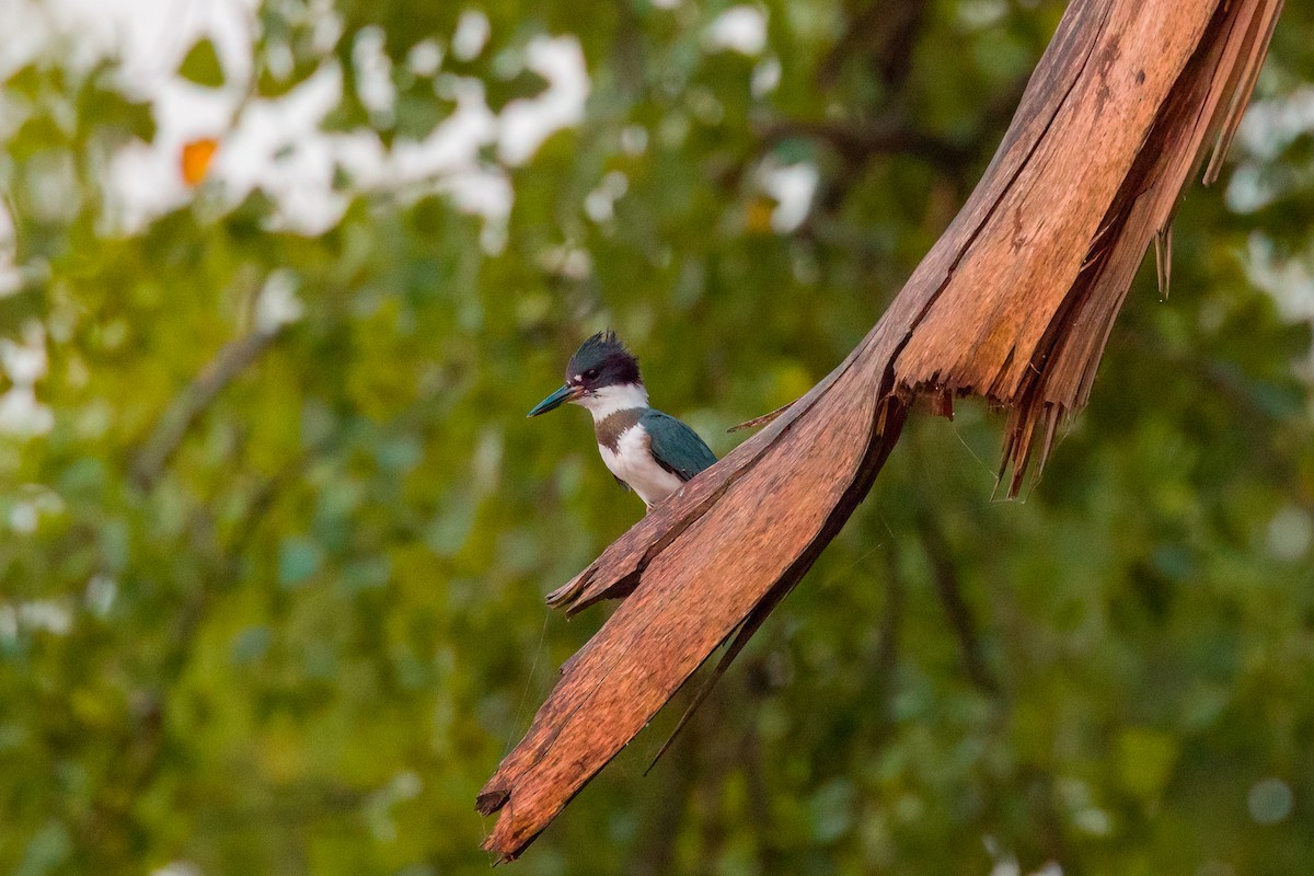 Belted Kingfisher - ML477930161
