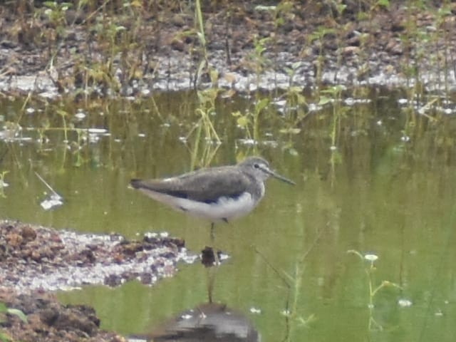 Green Sandpiper - ML477930381