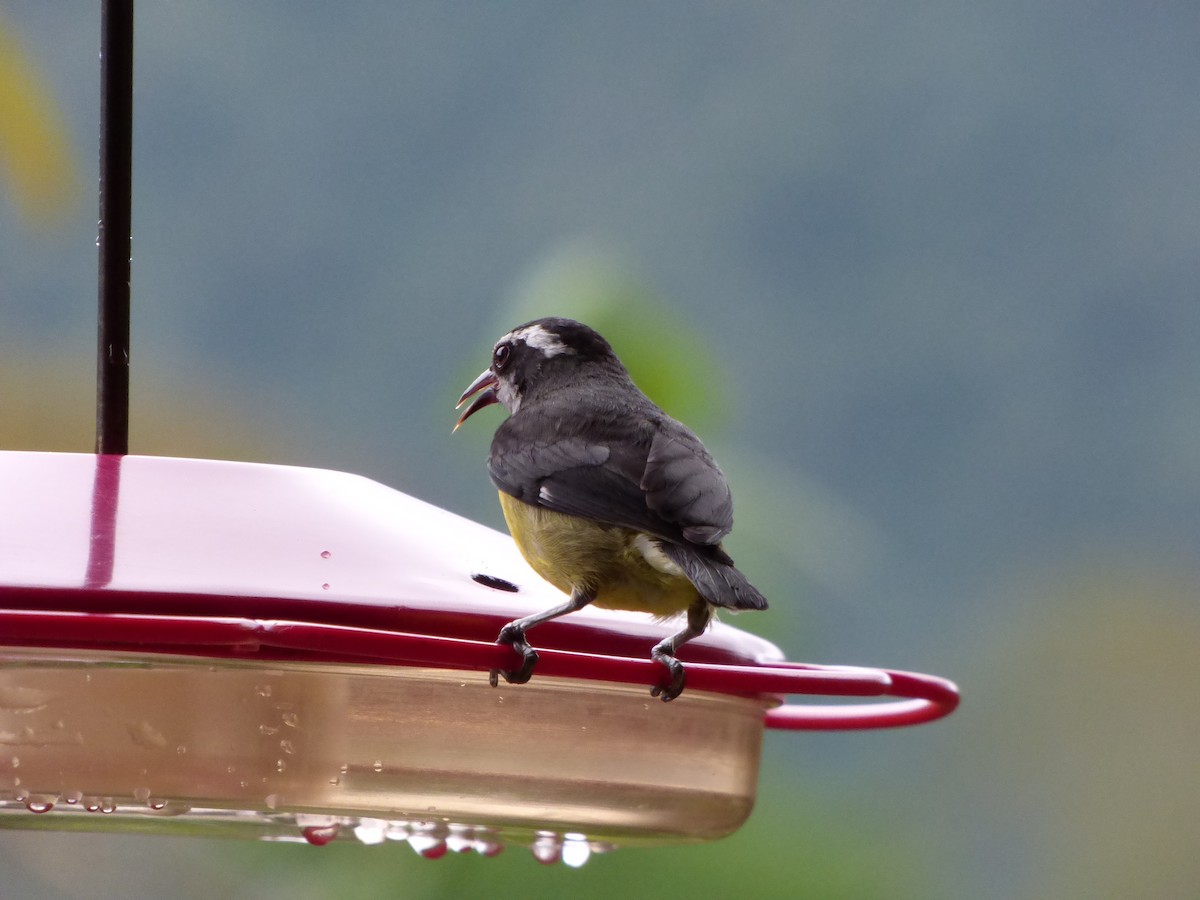 Bananaquit - ML47793041