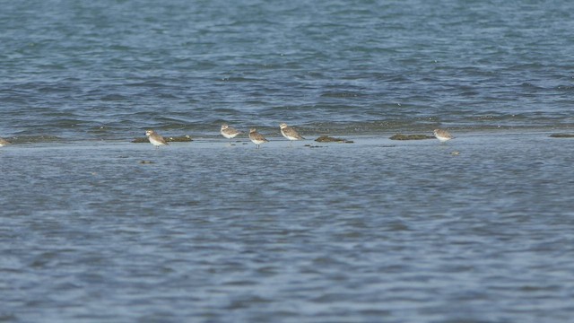 Little Stint - ML477930741