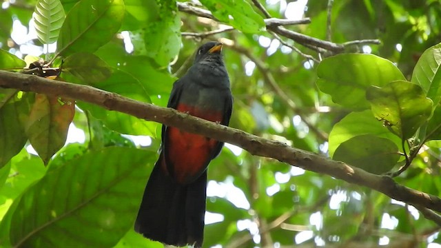 Black-tailed Trogon - ML477930761