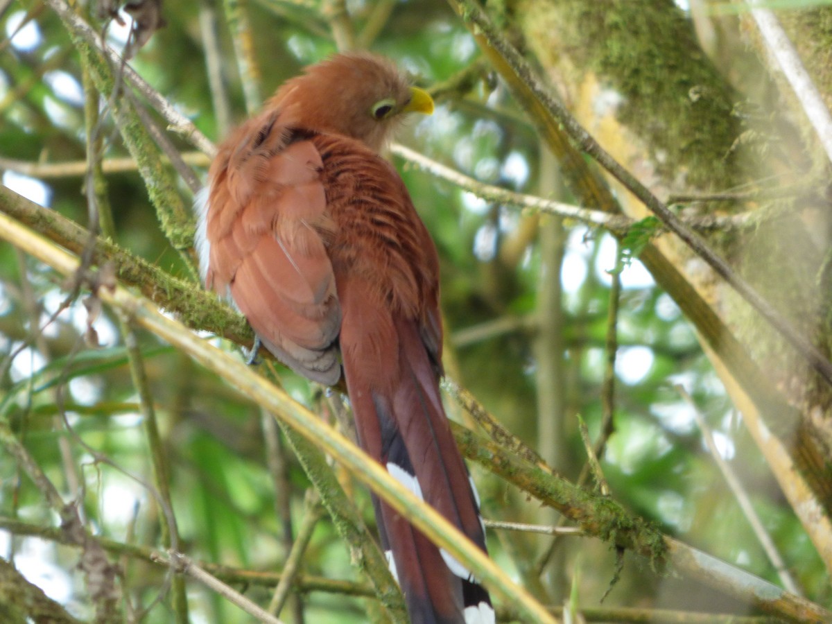 Squirrel Cuckoo - ML47793191