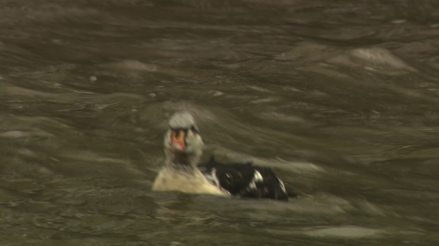 King Eider - ML477932