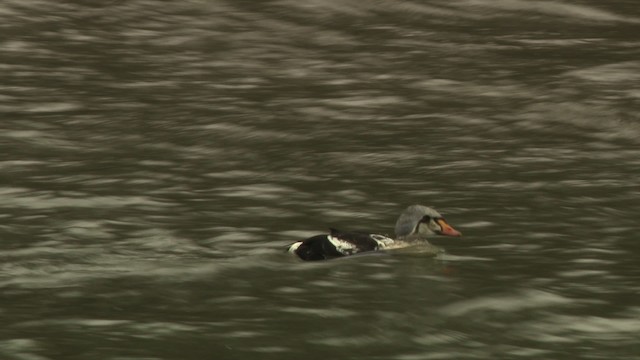 King Eider - ML477933