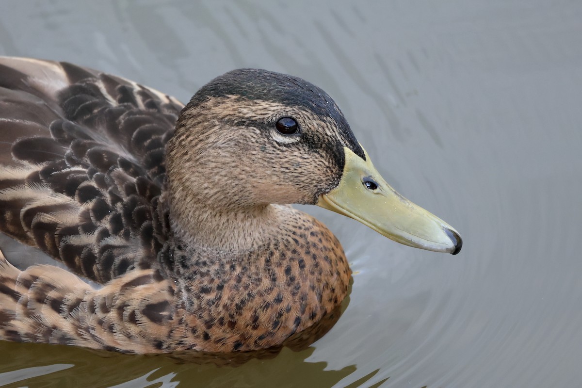 Canard colvert - ML477933001