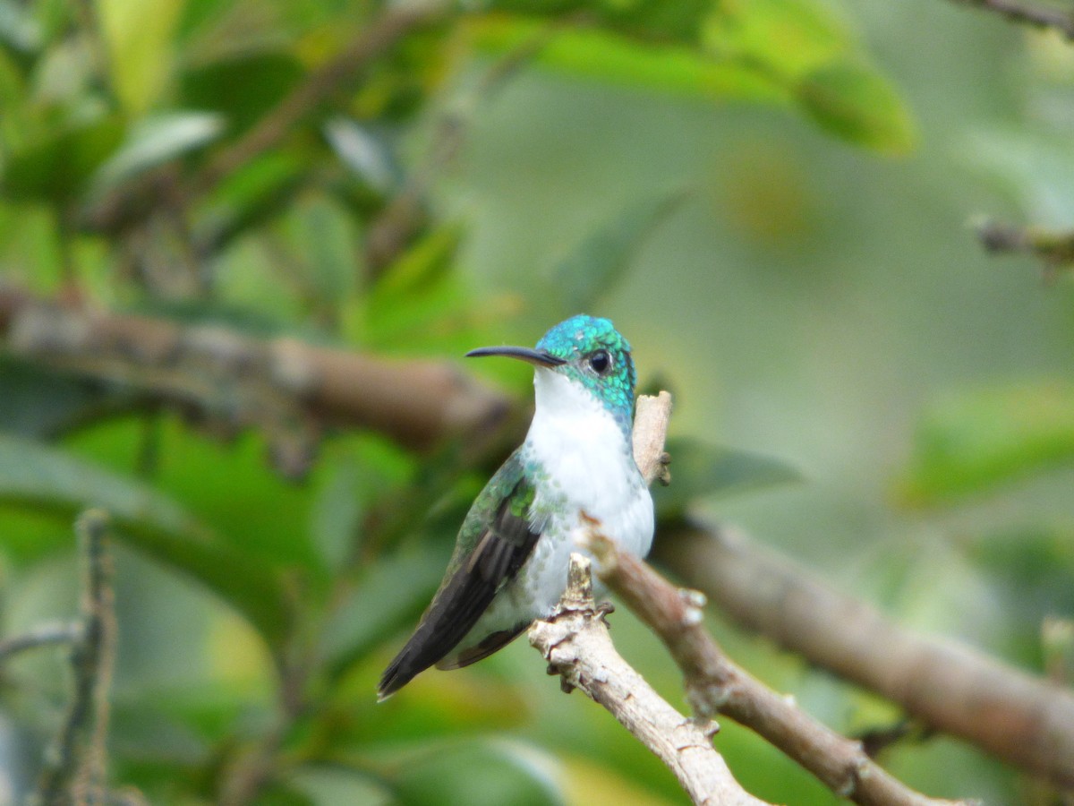 kolibřík andský - ML47793511