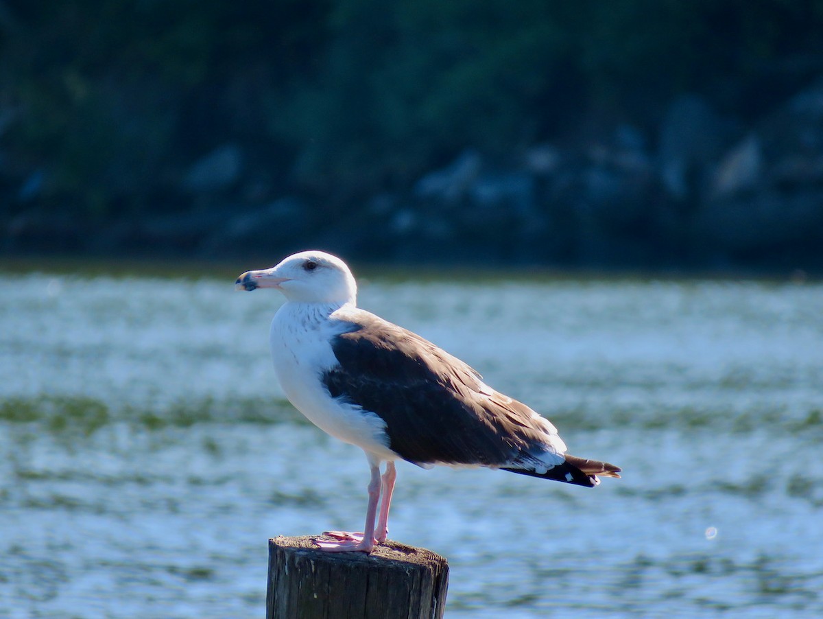 Great Black-backed Gull - Kate McMullan