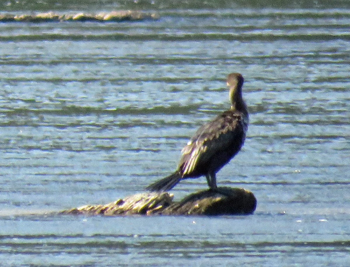 Double-crested Cormorant - ML477937481